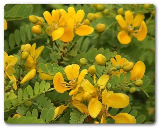  Telangana State flower, Tangidi Puvvu, Senna auriculata 